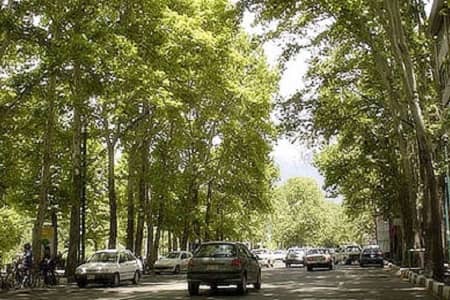 درخت در خیابان