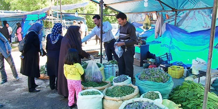 تره کوهی